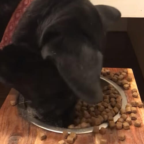 собака предпочитает плоскую еду