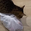 кот украл пакет рёбрышек