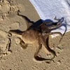 знакомство с осьминогом на пляже