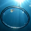 воздушное кольцо и медузы