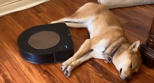 робот-пылесос и спящий пёс