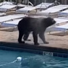 медведи на вечеринке у бассейна