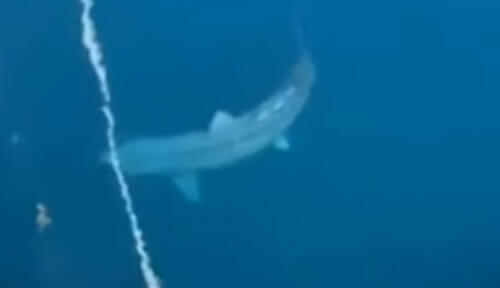 видеоролик с гигантской акулой