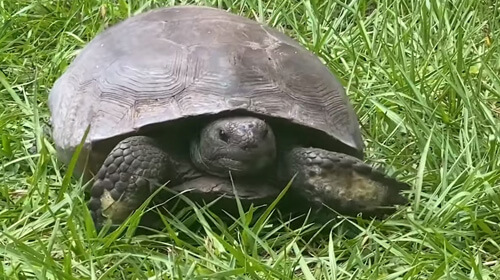 черепаха знает где трава зеленее
