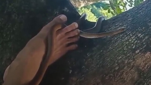 встреча со змеёй на дереве