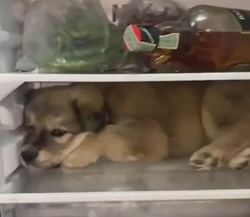 холодильник охладил щенка