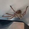 крупный паук на потолке самолёта
