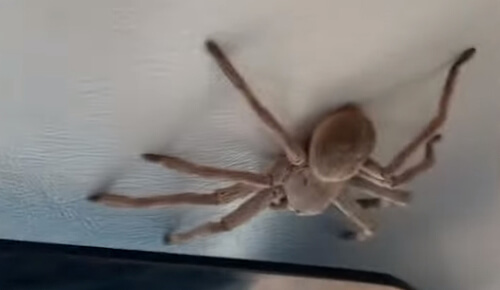 крупный паук на потолке самолёта