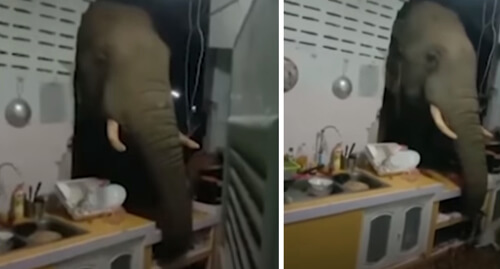 слон проломил кухонную стену