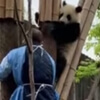 смотритель и панда на дереве