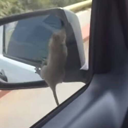 крыса на движущейся машине