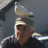 пенсионер подружился с голубем