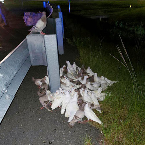 голуби выпали из грузовика