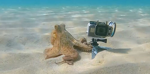 осьминог с чужой видеокамерой