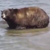 медведи купаются рядом с людьми
