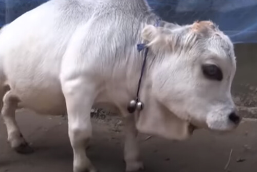 карликовая корова в бангладеше