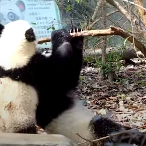 завистливая упавшая панда