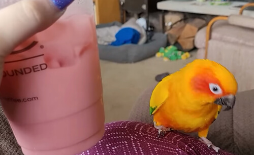 попугай и напитки со льдом