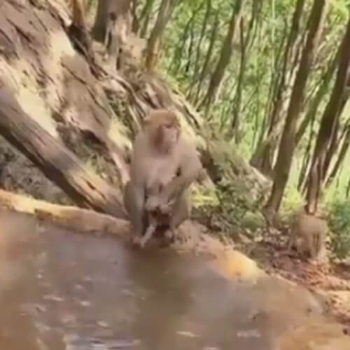 обезьяна купает детёныша