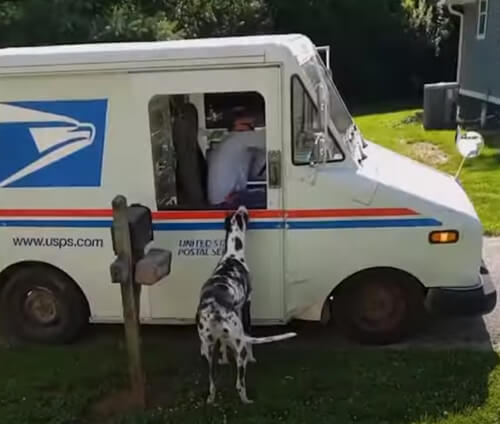 собака забирает почту