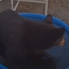 маленький бассейн для медведя