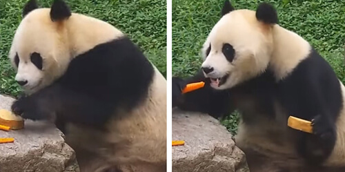 панда прячет вкусную еду