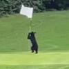 медвежонок играет с флагом
