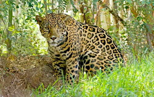 ссора из-за ягуаров в зоопарке