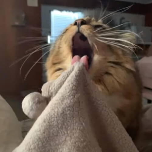 неприятности кота из-за одеял