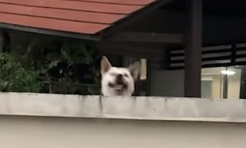 собака прыгает за забором