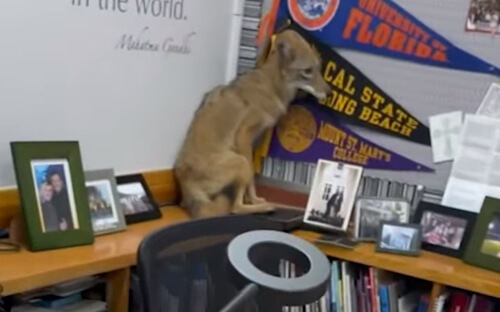 испуганный койот в школе