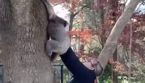 детёныш коалы упал с дерева