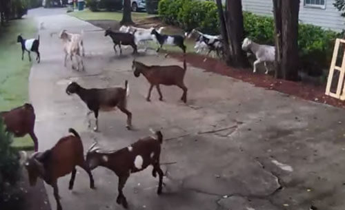 козы на соседской лужайке