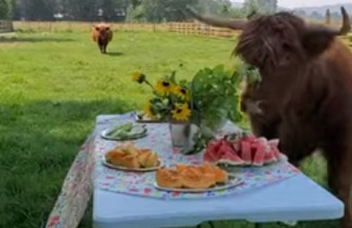 фруктовый пикник для коров