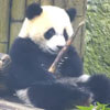 панда не забыла о безопасности еды