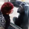 близкая дружба с шимпанзе