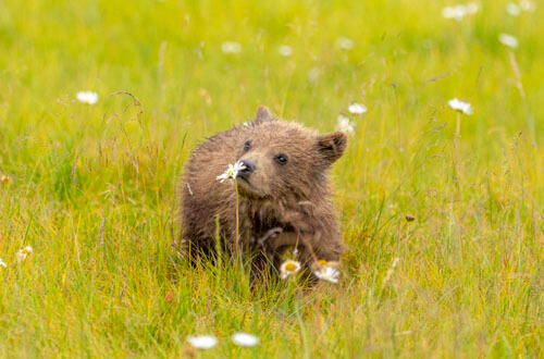 медвежонок исследует цветочки