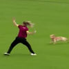 собака на игре в крикет