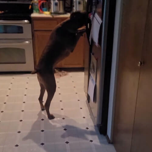 пёс пьёт из холодильника