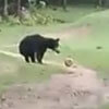 медвежата стали футболистами