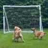 собака с футбольными воротами