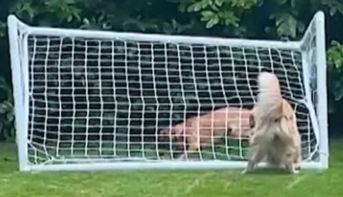 собака с футбольными воротами
