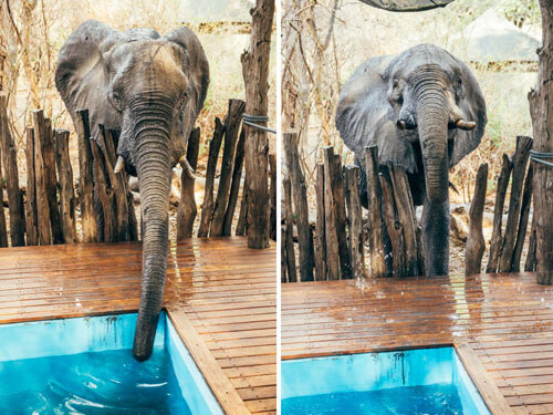 слон напился из бассейна