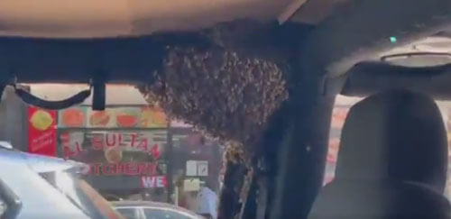 пчёлы захватили чужую машину