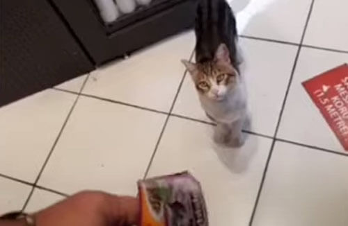 кот выпрашивает еду у покупателей