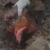 курица погребённая под руинами