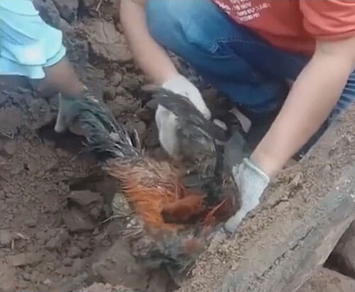 курица погребённая под руинами