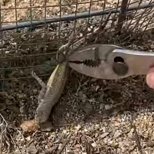 ящерица застряла в заборе
