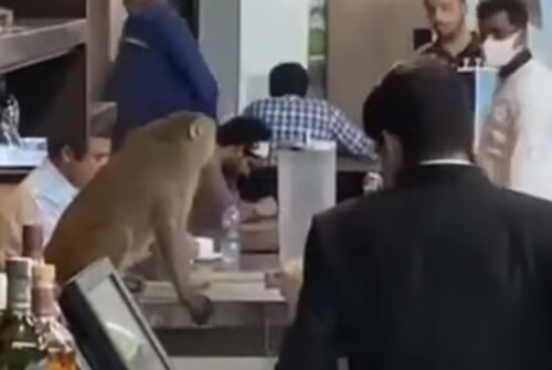 обезьяна пришла в аэропорт