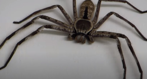 крупный паук-охотник в гараже